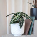 Alocasia sanderiana Polly 125mm