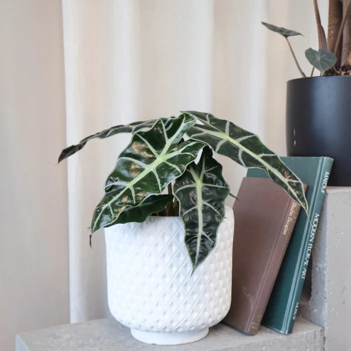 Alocasia sanderiana Polly 125mm