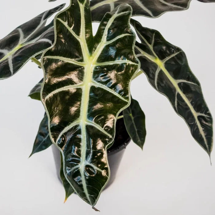 Alocasia Sanderiana Polly 125mm