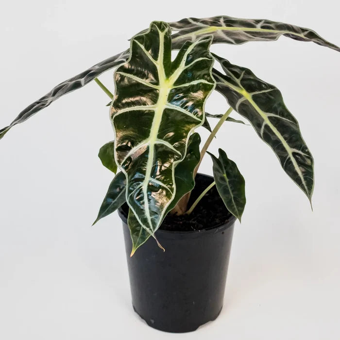 Alocasia Sanderiana Polly 125mm