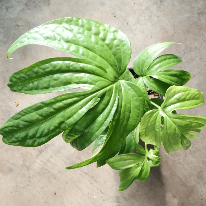 Amydrium Medium - Spiderman Monstera 125mm