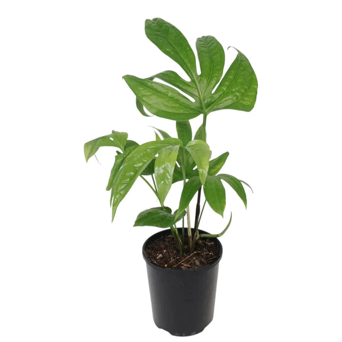 Amydrium Medium - Spiderman Monstera 125mm