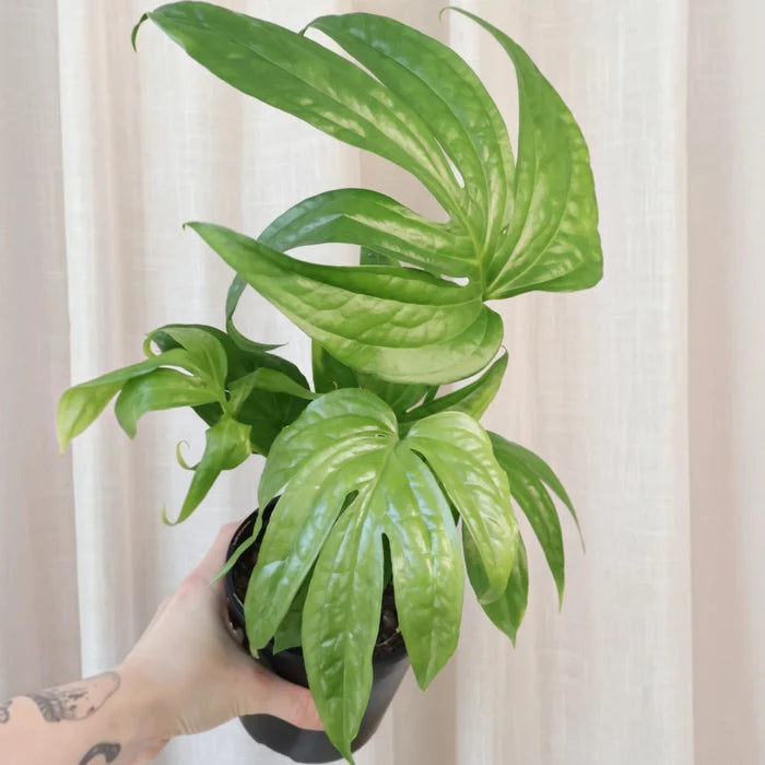 Amydrium Medium - Spiderman Monstera 125mm