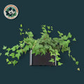 Aquarium Hanging Planter Basket