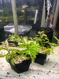 Aquarium Plants: Establised Dwarf Hygro