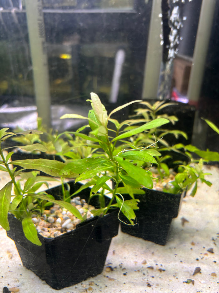 Aquarium Plants: Establised Dwarf Hygro