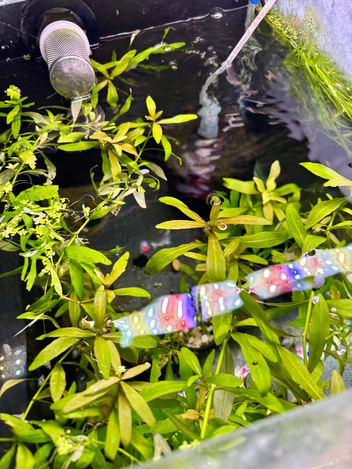 Aquarium Plants: Establised Dwarf Hygro