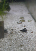 Black Cherry Shrimp