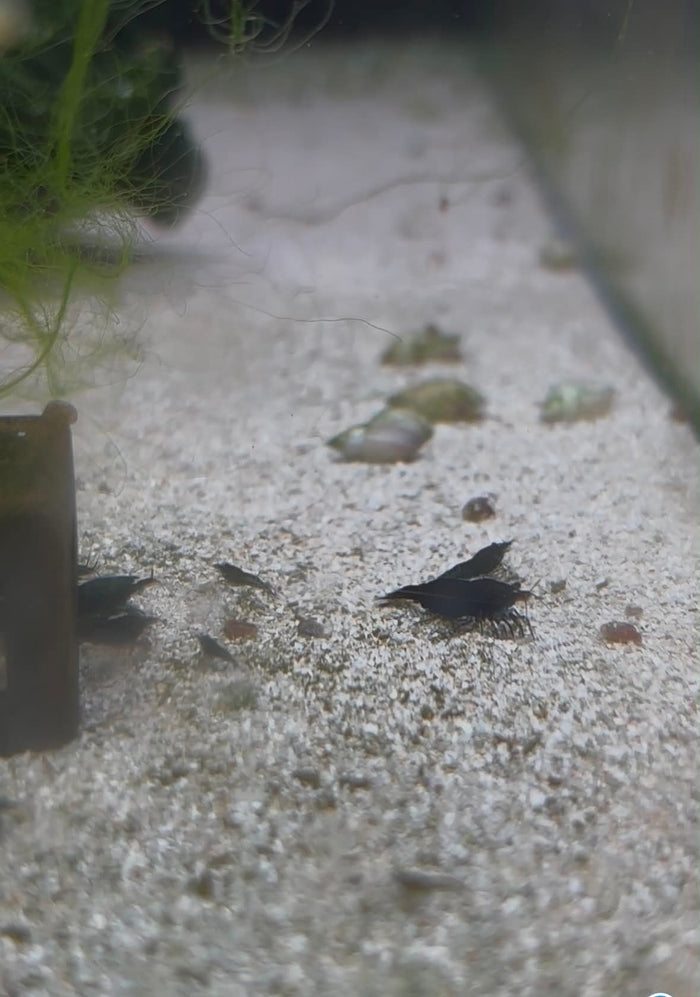 Black Cherry Shrimp