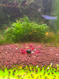 Bloody Mary Shrimp