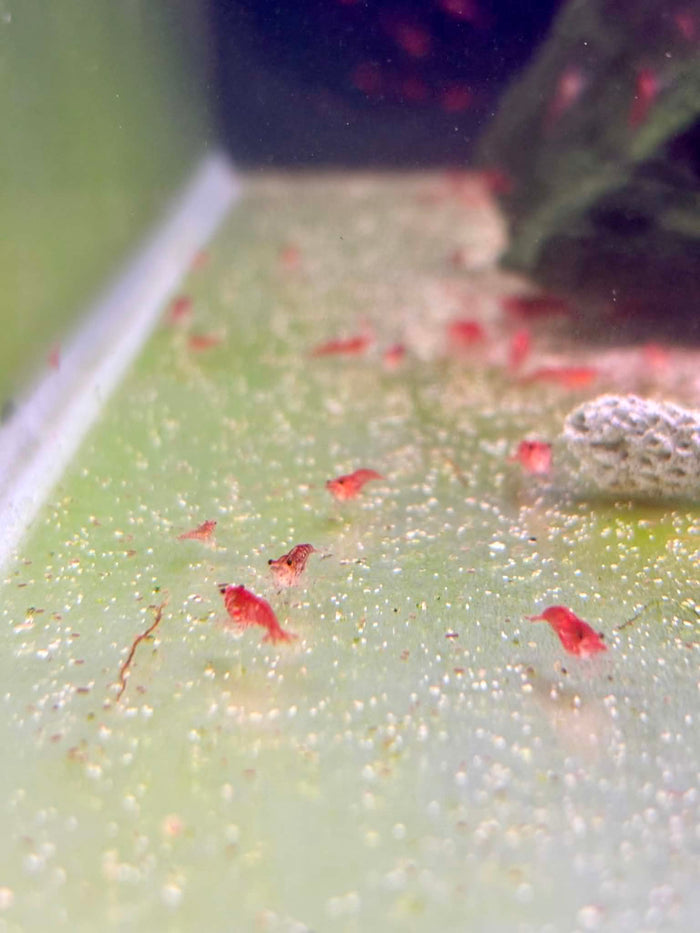 Bloody Mary Shrimp