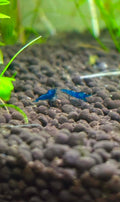 Blue Dream Shrimp