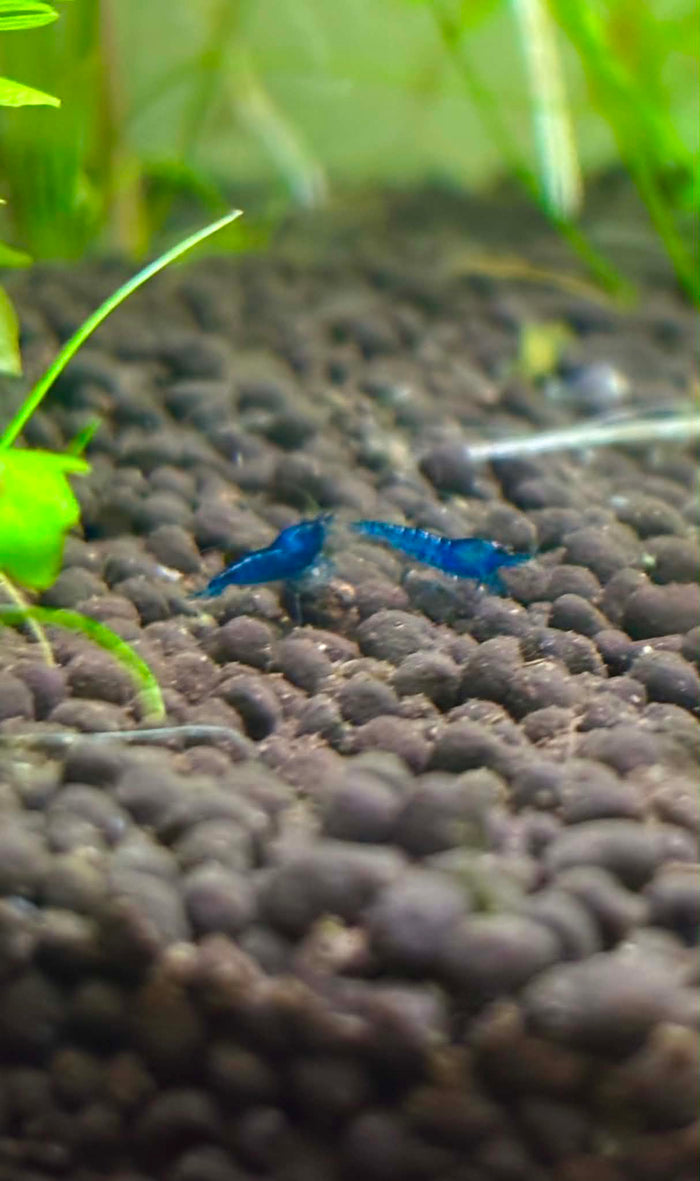 Blue Dream Shrimp