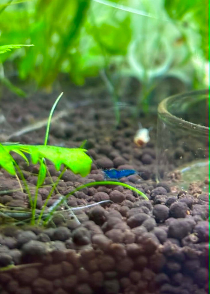Blue Dream Shrimp