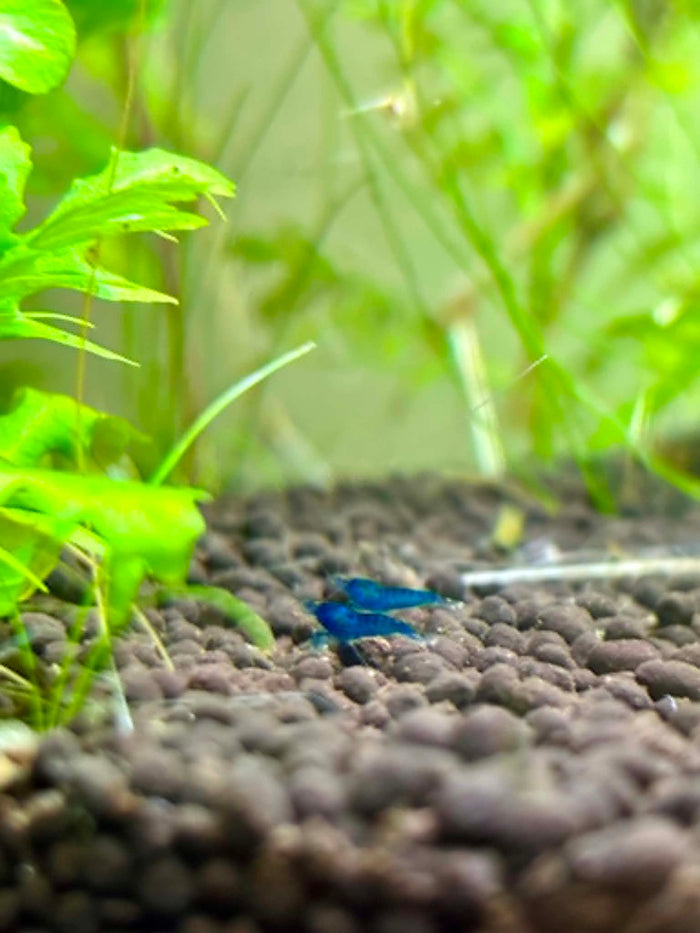 Blue Dream Shrimp
