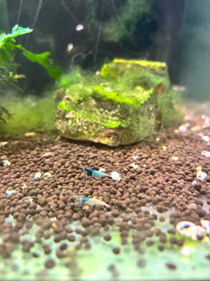 Blue Steel Shrimp