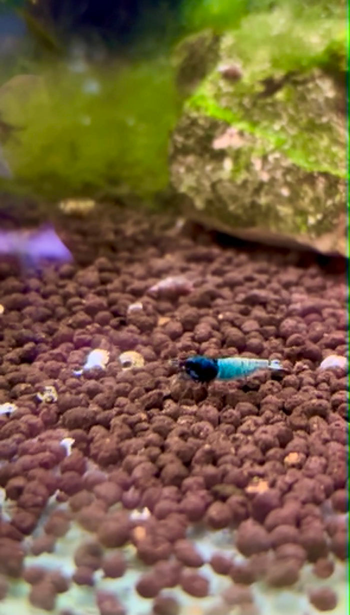 Blue Steel Shrimp