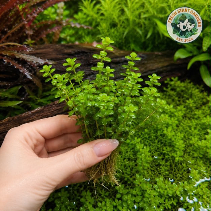 Bonsai Rotala - 4 Stem Pack