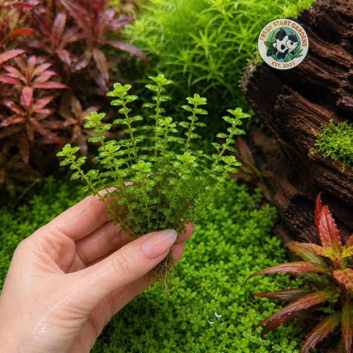 Bonsai Rotala - 7 Stem Pack