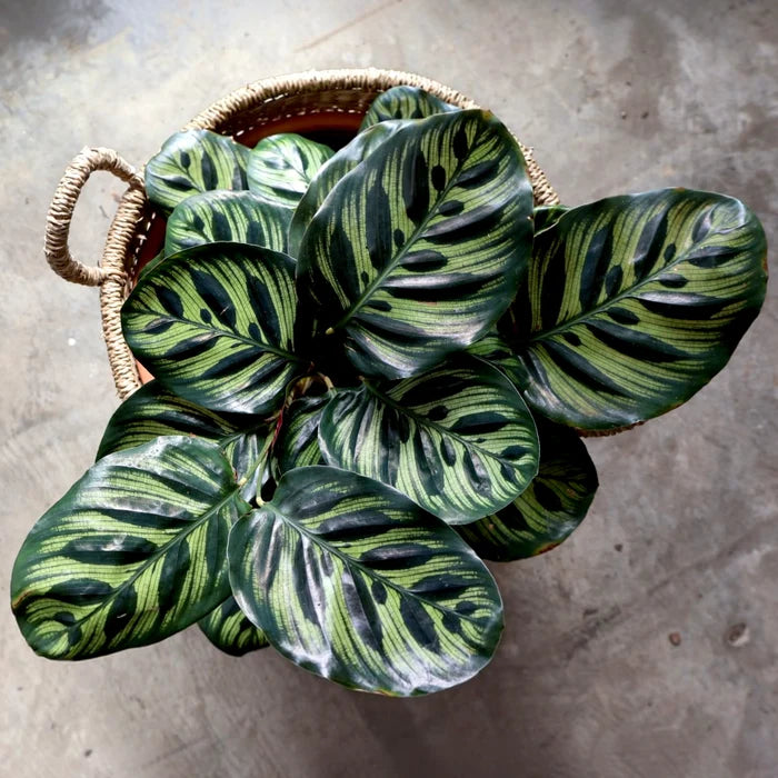 Calathea Makoyana - Peacock Plant 90mm