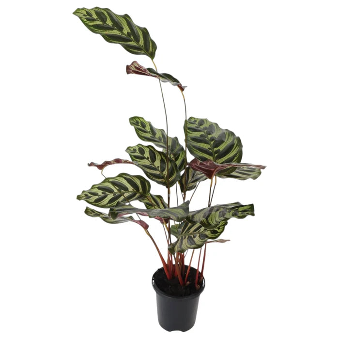 Calathea Makoyana - Peacock Plant 90mm