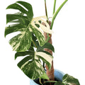 Coir pole