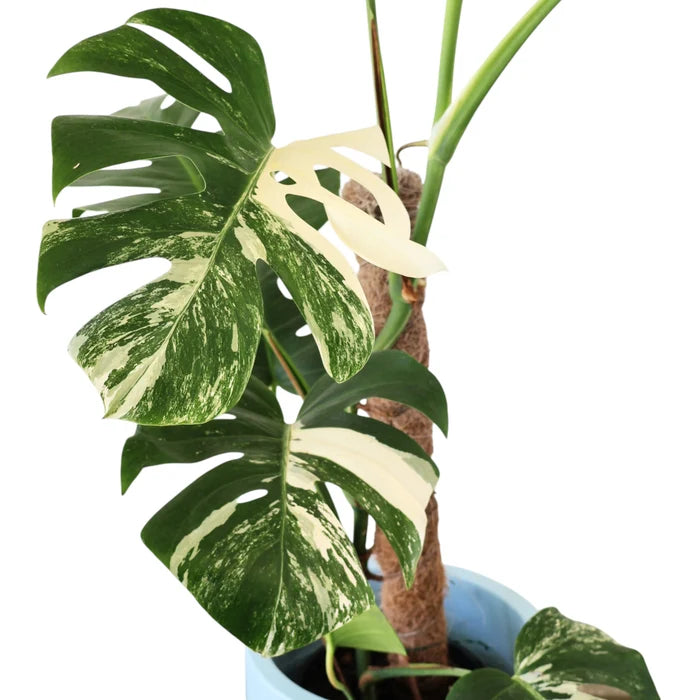 Coir pole