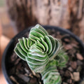 Crassula Buddhas Temple 100mm