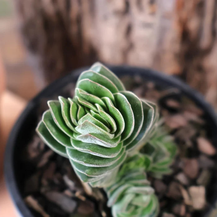 Crassula Buddhas Temple 100mm