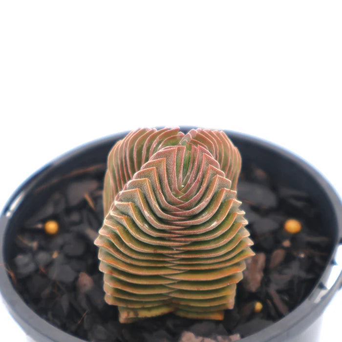 Crassula Buddhas Temple 100mm