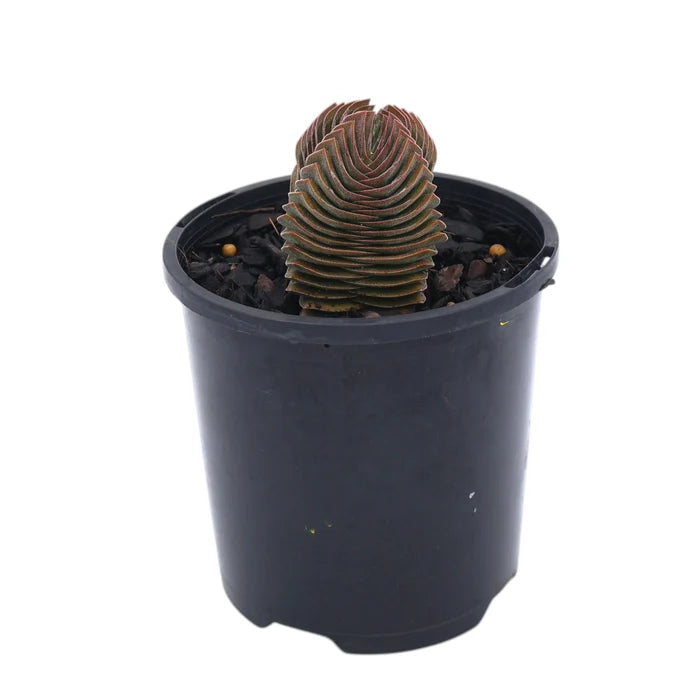 Crassula Buddhas Temple 100mm