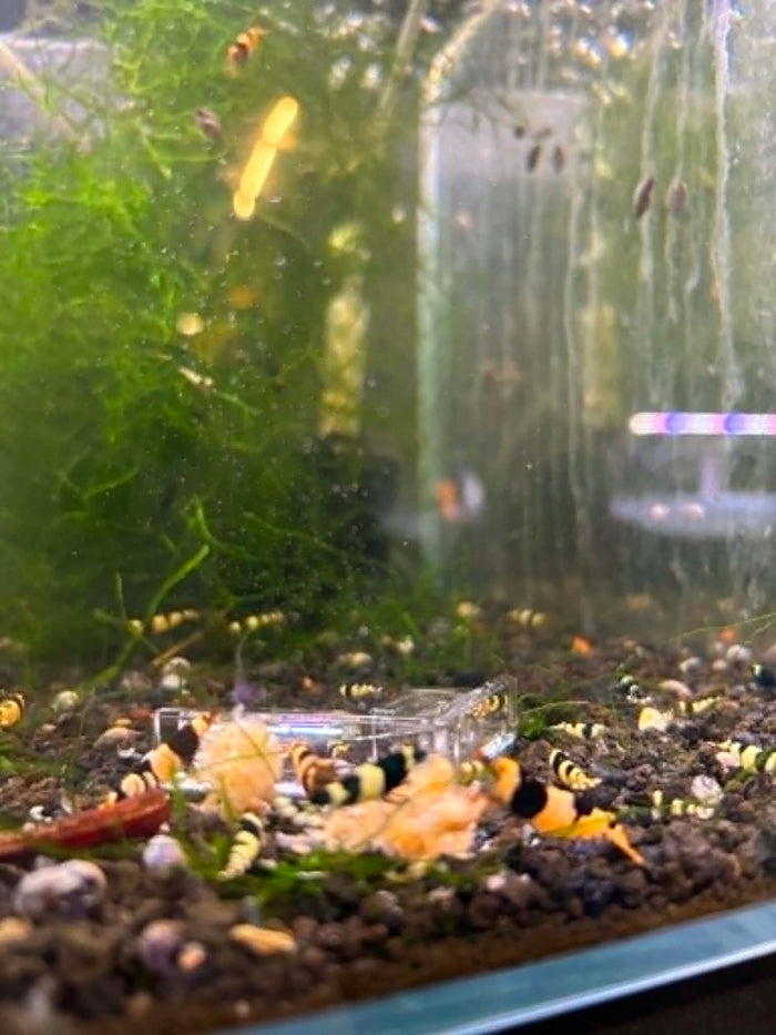 Crystal Black Shrimp (COMING BACK SOON)