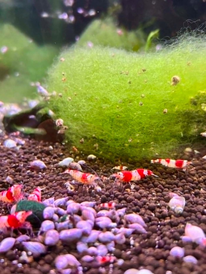 Crystal Red Shrimp