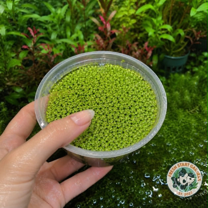 Duckweed