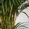 Dypsis lutescens - Golden Cane Palm 250mm