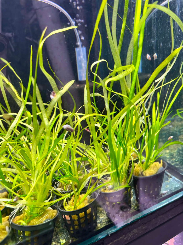 Established Vallisneria