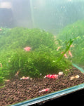 Fancy Red Tiger Shrimp