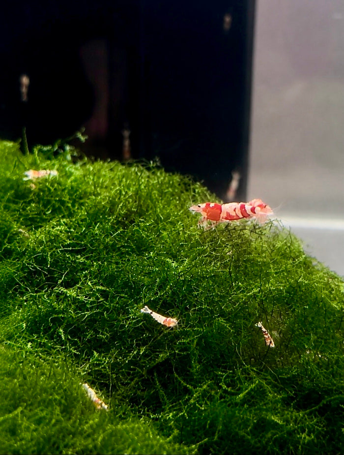 Fancy Red Tiger Shrimp