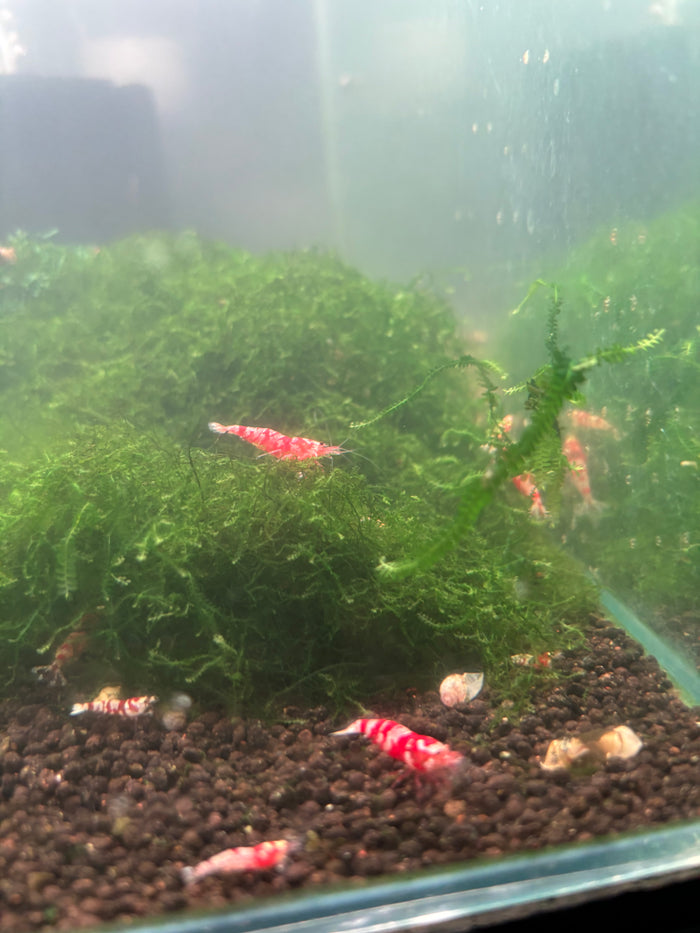 Fancy Red Tiger Shrimp