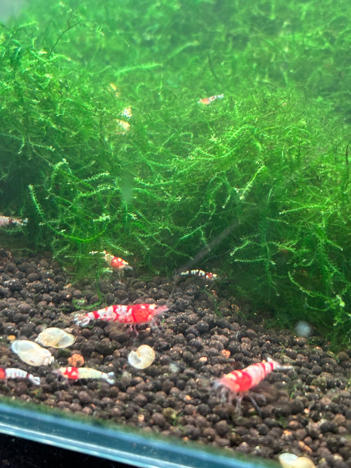 Fancy Red Tiger Shrimp
