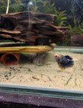 Female Bettas - Assorted Colours