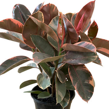 Ficus Ruby - Rubber Plant 200mm