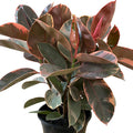 Ficus Ruby - Rubber Plant 200mm