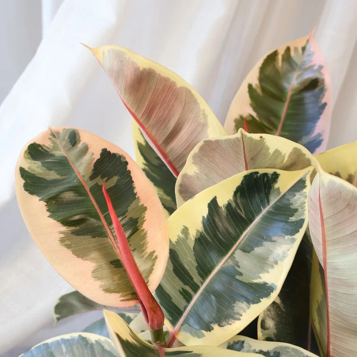 Ficus Tineke - Variegated Rubber Plant 120mm