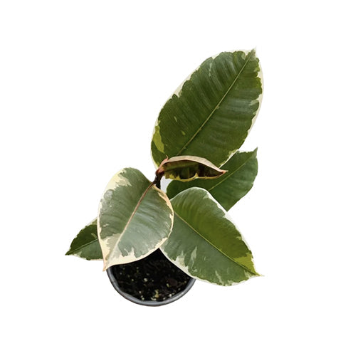 Ficus Tineke - Variegated Rubber Plant 120mm