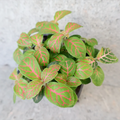 Fittonia Red Ruyi - Red clouds 70mm