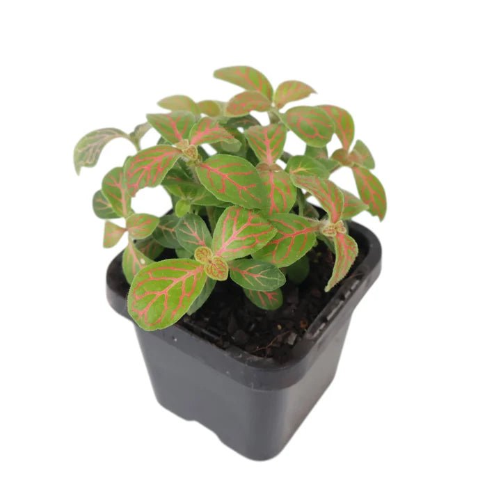 Fittonia Red Ruyi - Red clouds 70mm