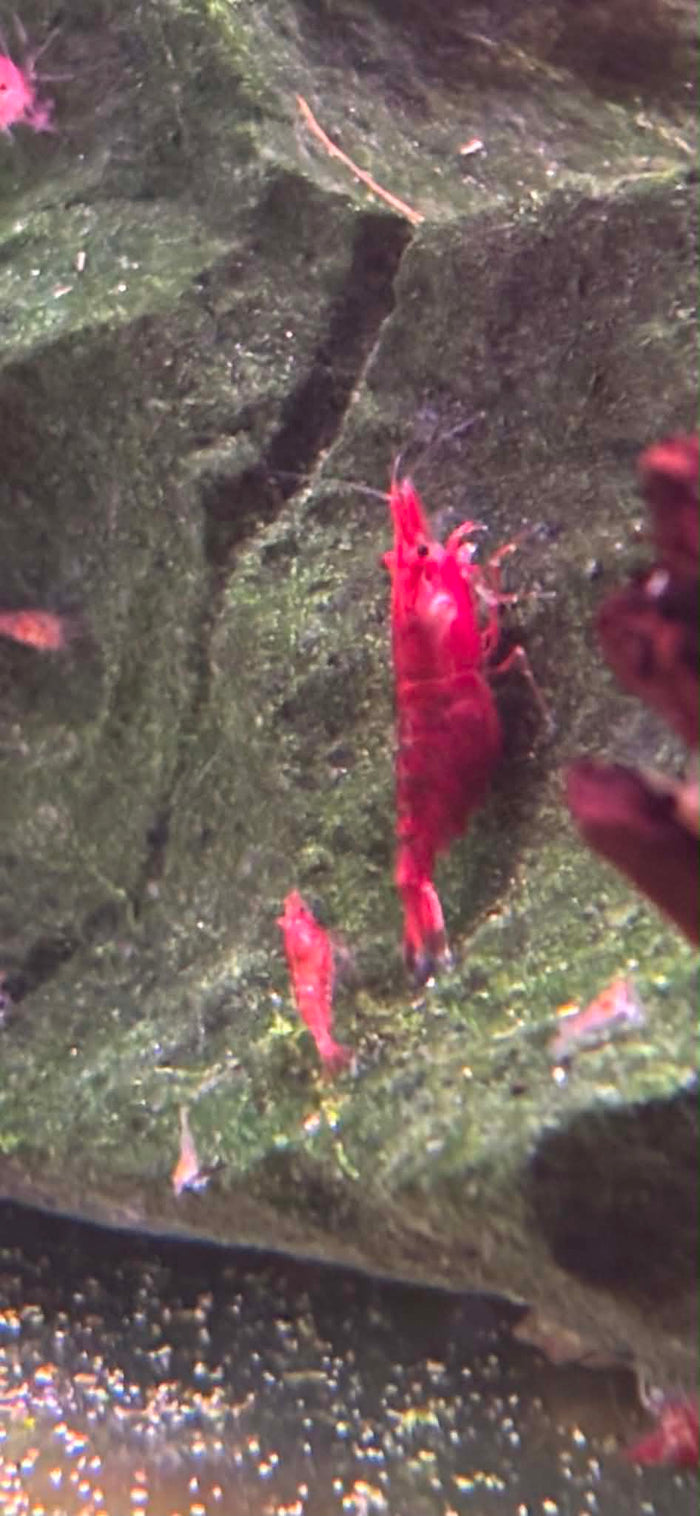 FSG Cherry Shrimp Pack