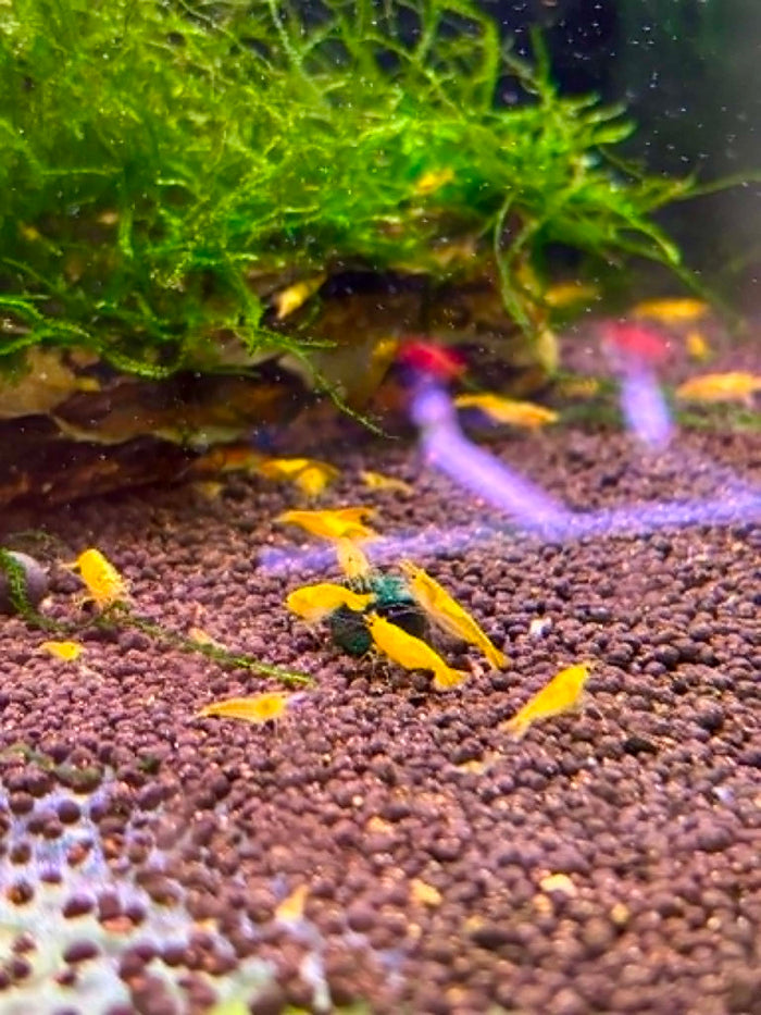 FSG Cherry Shrimp Pack