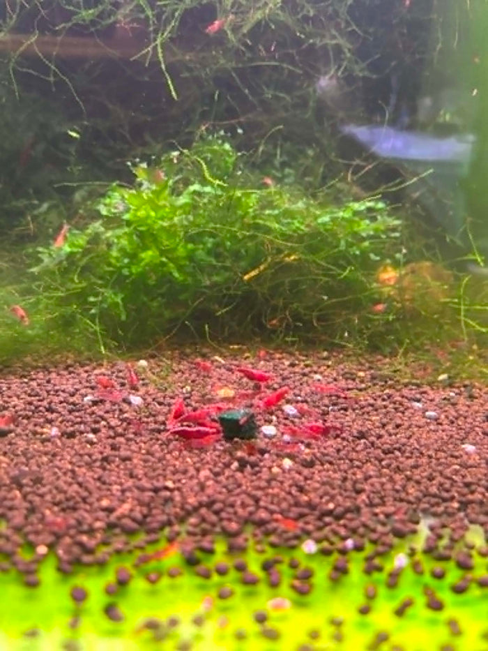 FSG Colour Shrimp Pack